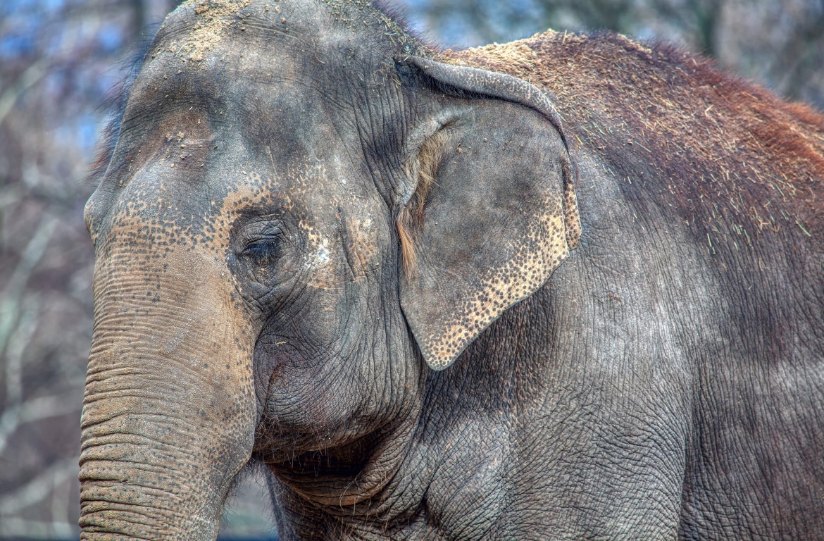 portrait of elephant with closed eyes