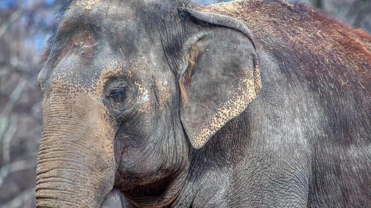 portrait of elephant with closed eyes