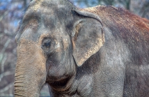 portrait of elephant with closed eyes
