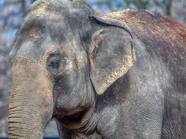 portrait of elephant with closed eyes