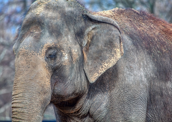 portrait of elephant with closed eyes