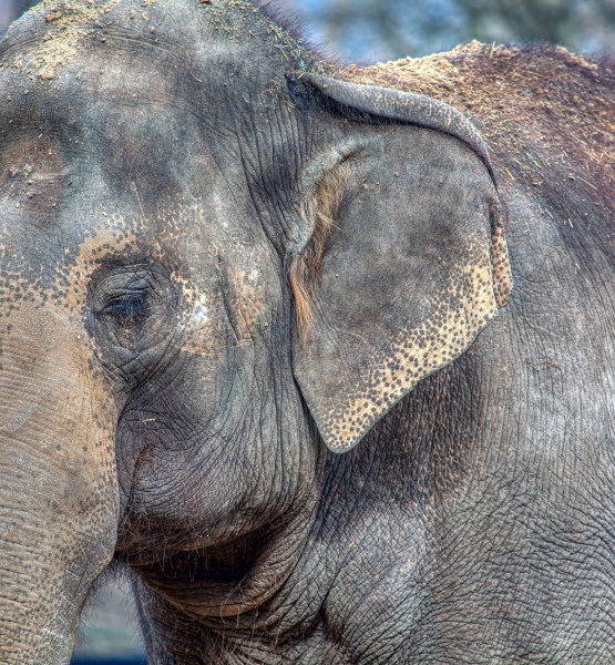 portrait of elephant with closed eyes