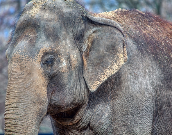 portrait of elephant with closed eyes