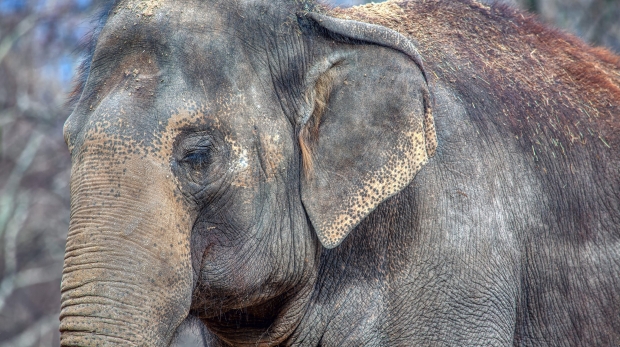 portrait of elephant with closed eyes